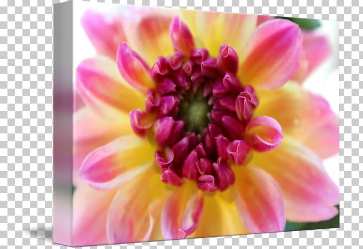 Dahlia Floristry Chrysanthemum Petal Close-up PNG, Clipart, Chrysanthemum, Chrysanths, Closeup, Closeup, Dahlia Free PNG Download