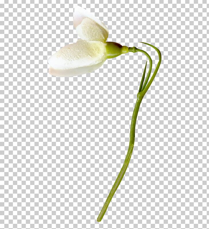Flower White PNG, Clipart, Art, Arum, Clip Art, Download, Floral Free PNG Download