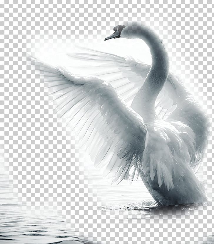 Mute Swan Bird Paper Feather PNG, Clipart, Animals, Beak, Beautiful, Black And White, Black Swan Free PNG Download