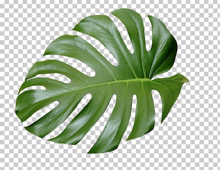 Swiss Cheese Plant Botanical Illustration Leaf Botany PNG, Clipart, Botanical Illustration, Botany, Flower, Flowering Plant, Flowerpot Free PNG Download