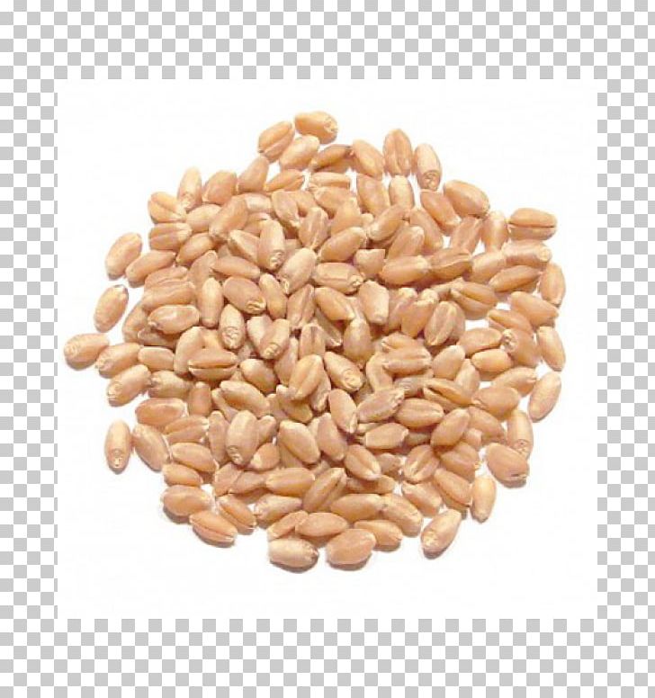 Wheat Berry Whole Grain Spelt Durum Food PNG, Clipart, Bean, Berry, Cereal, Cereal Germ, Chicken Free PNG Download