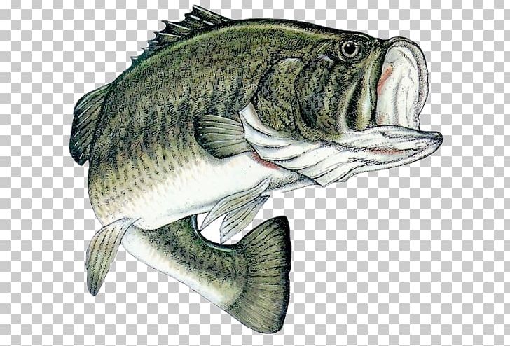 Bass Fishing Largemouth Bass Fishing Tournament PNG, Clipart, Angling, Barramundi, Bass, Bass Boat, Bass Fishing Free PNG Download