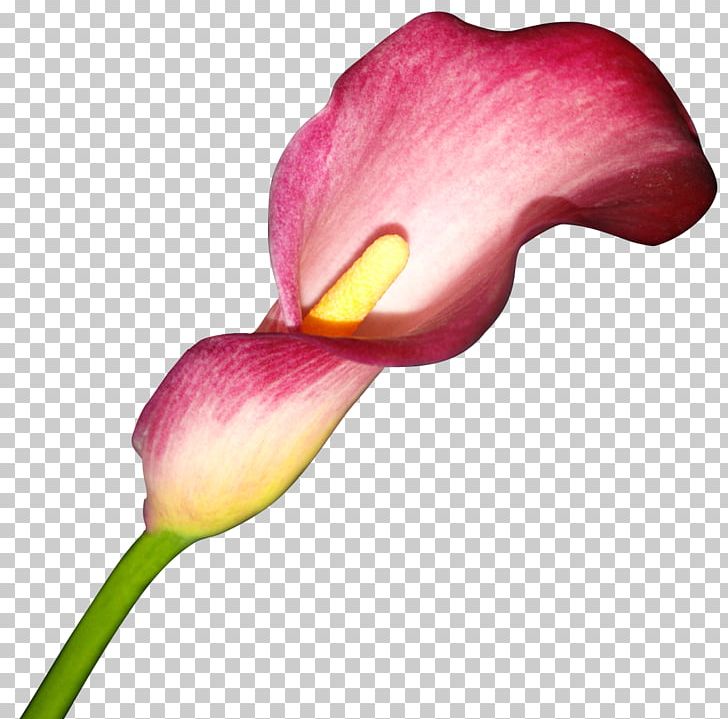 Flower Arum-lily Arum Lilies PNG, Clipart, Alismatales, Arum, Arum Family, Arum Lilies, Arumlily Free PNG Download