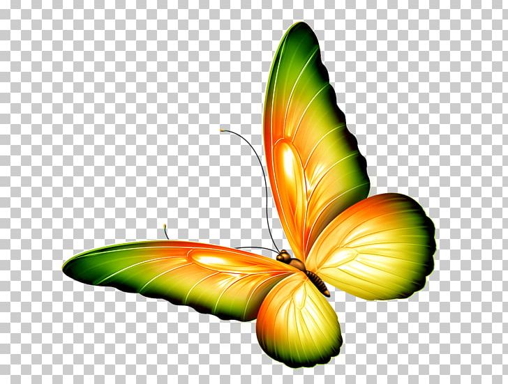 The Very Stubborn Butterfly By Chinyere Nwakanma Insect Monarch Butterfly The Beautiful Garden Poems By Chinyere Nwakanma PNG, Clipart, Arthropod, Butterflies And Moths, Butterfly, Chinyere Nwakanma, Green Free PNG Download