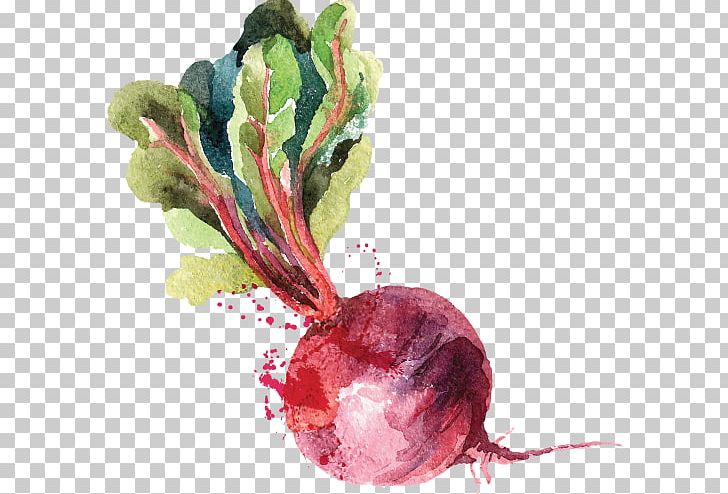 Watercolor Painting Beetroot Drawing PNG, Clipart, Art, Beet, Beetroot, Drawing, Flower Free PNG Download