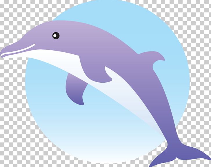 Common Bottlenose Dolphin Short-beaked Common Dolphin Tucuxi Wholphin Rough-toothed Dolphin PNG, Clipart, Animals, Beak, Black And White, Bottlenose Dolphin, Fauna Free PNG Download