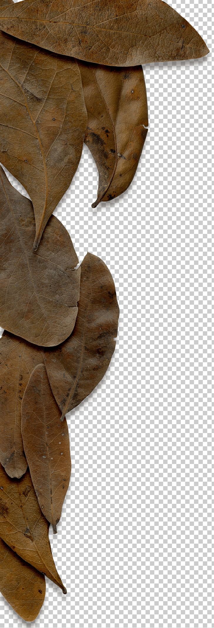 Leaf Wood PNG, Clipart, Leaf, Wood Free PNG Download