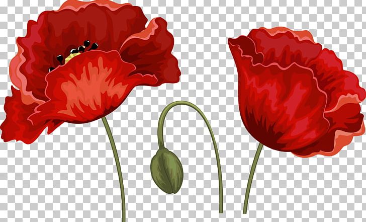 Remembrance Poppy Throw Pillows Flower PNG, Clipart, Coquelicot, Couch, Cushion, Cut Flowers, Flowering Plant Free PNG Download
