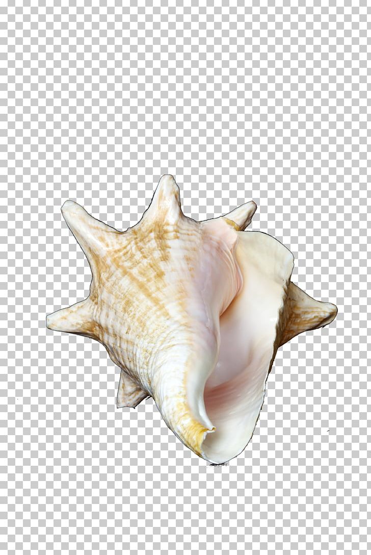 Sea Snail PNG, Clipart, Cartoon Conch, Clams Oysters Mussels And Scallops, Conch, Conch Blowing, Conchology Free PNG Download
