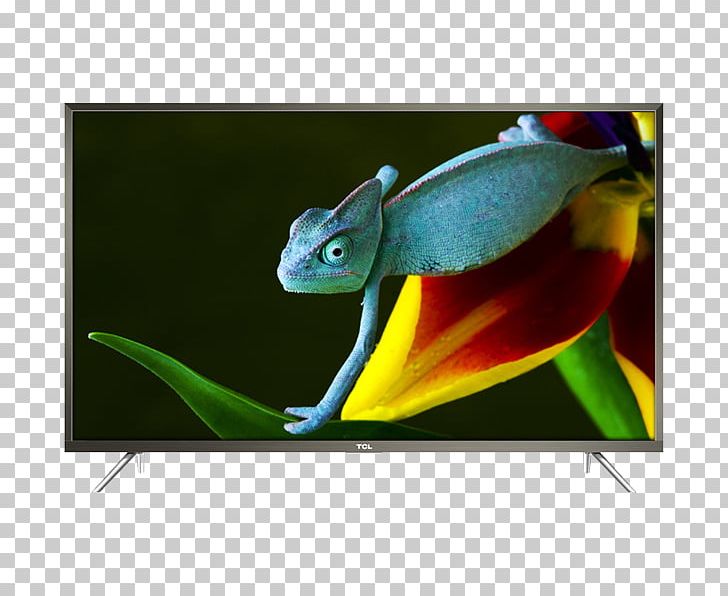 TCL P20US Ultra-high-definition Television LED-backlit LCD 4K Resolution Smart TV PNG, Clipart, 4k Resolution, 1080p, Amphibian, Chameleon, Fauna Free PNG Download