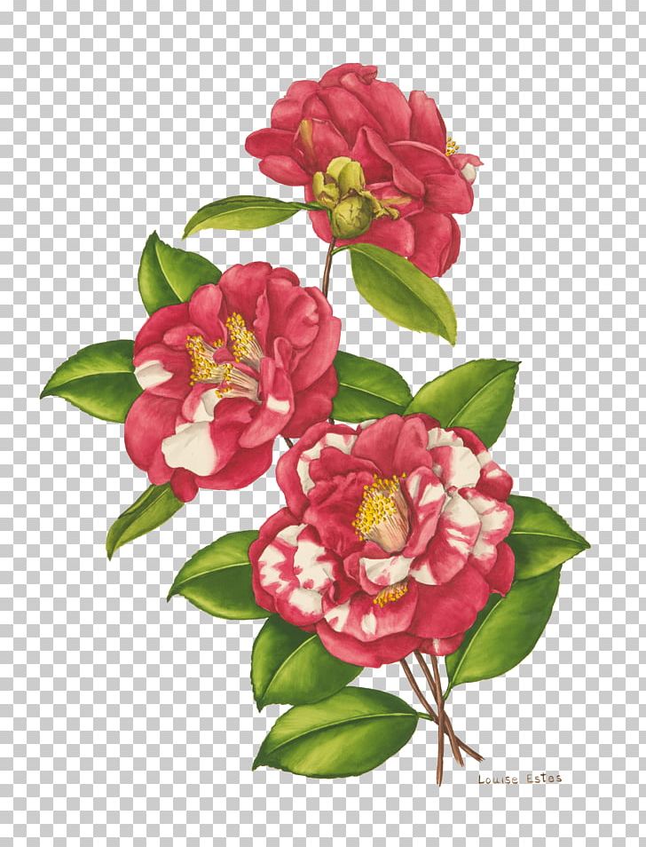 Cut Flowers Bellingrath Gardens And Home Floral Design Japanese Camellia PNG, Clipart, Art, Bellingrath Gardens And Home, Border, Camellia, Cut Flowers Free PNG Download