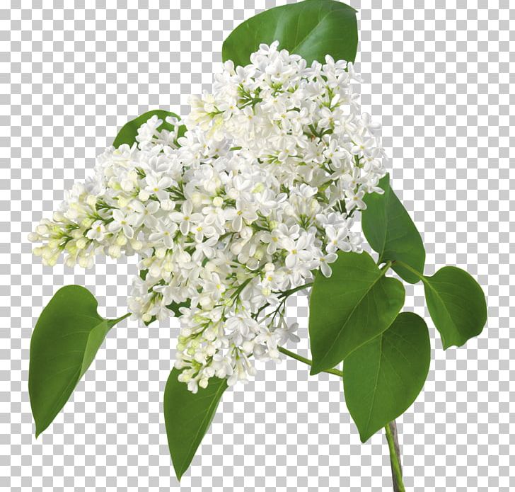 Ветка сирени Floral Design Cut Flowers PNG, Clipart, Branch, Chomikujpl, Common Lilac, Cut Flowers, Floral Design Free PNG Download