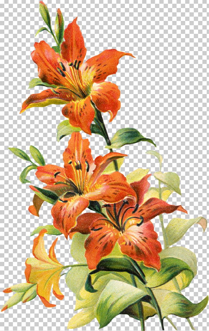 Tiger Lily Lilium Bulbiferum Easter Lily Arum-lily PNG, Clipart, Alstroemeriaceae, Arumlily, Calla Lily, Color, Cut Flowers Free PNG Download