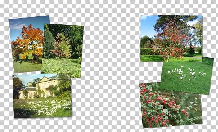 Tree Garden Nature Ecosystem Shrub PNG, Clipart, Ecosystem, Flora, Garden, Grass, Landscape Free PNG Download