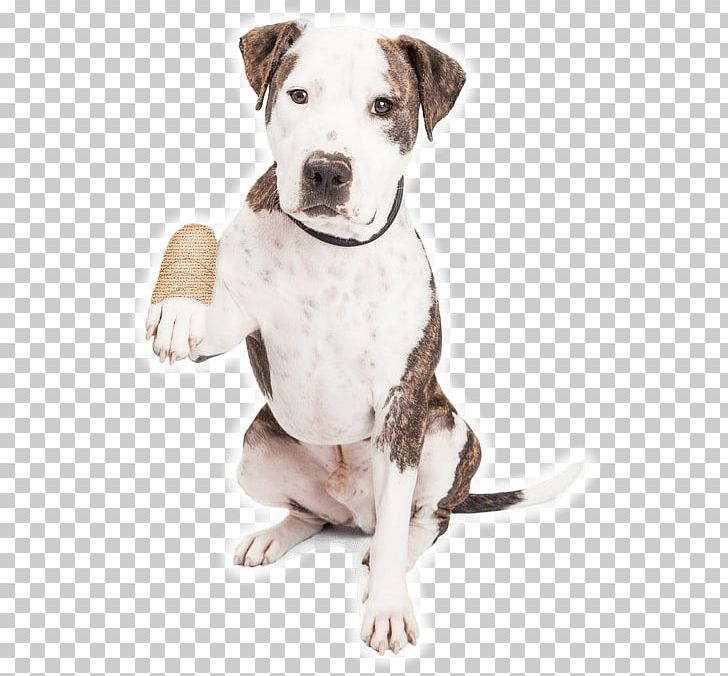 Dog Animal Shelter Animal Rescue Group Pet Adoption PNG, Clipart, Adoption, American Bulldog, Ani, Animal, Animals Free PNG Download