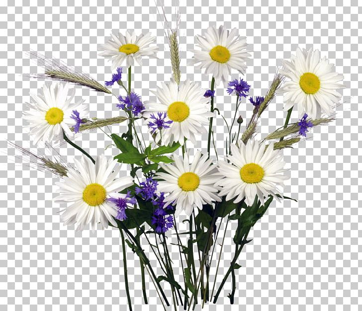 Flower Matricaria Chamomile PNG, Clipart, Camomile, Chamaemelum Nobile, Chrysanths, Cut Flowers, Daisy Free PNG Download
