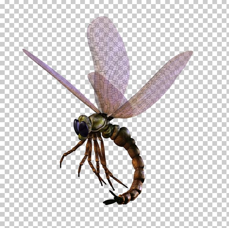 Insect Bee 3D Computer Graphics PNG, Clipart, 3d Animation, 3d Arrows, 3d Background, 3d Computer Graphics, 3d Model Home Free PNG Download