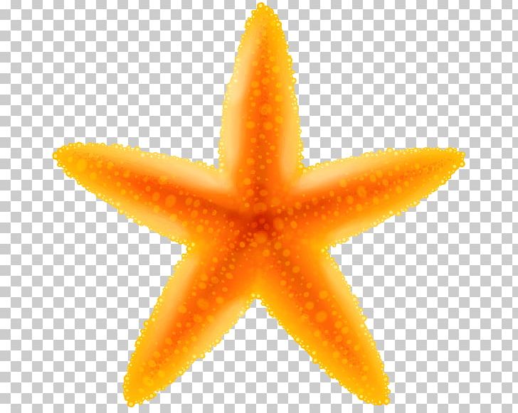 Starfish PNG, Clipart, Animals, Bing, Clip Art, Desktop Wallpaper, Echinoderm Free PNG Download