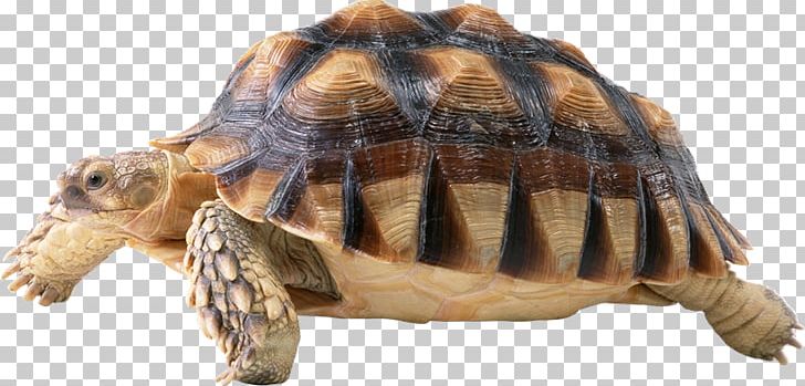 Turtle Computer Icons PNG, Clipart, Animal Figure, Aquarium, Box Turtle, Chelydridae, Common Snapping Turtle Free PNG Download