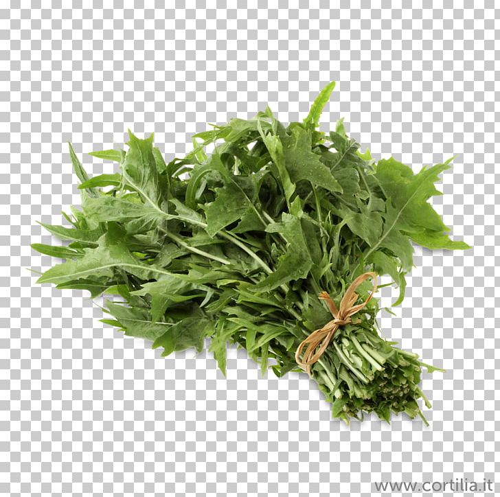 Coriander Herb Shutterstock Stock Photography PNG, Clipart, Common Dandelion, Coriander, Herb, Ingredient, Leaf Vegetable Free PNG Download