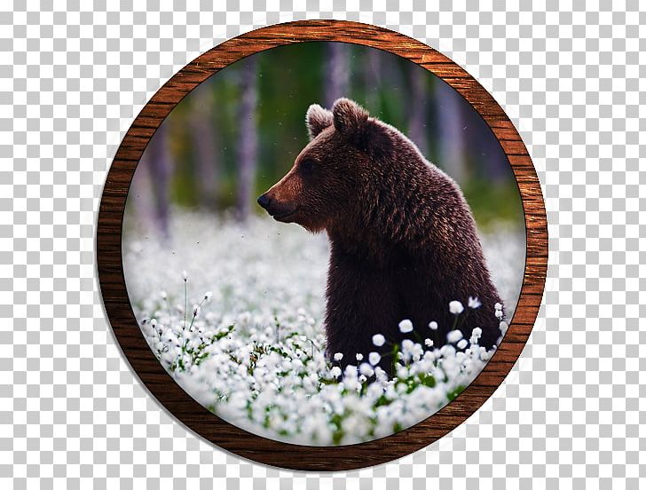 Grizzly Bear Wildlife Alaska Peninsula Brown Bear Terrestrial Animal PNG, Clipart, Alaska Peninsula Brown Bear, Animal, Animals, Bear, Brown Bear Free PNG Download
