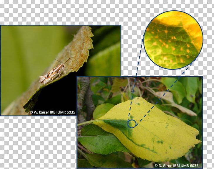 Plant Pathology Insect Leaf PNG, Clipart, Animals, Fauna, Figure, Insect, Leaf Free PNG Download