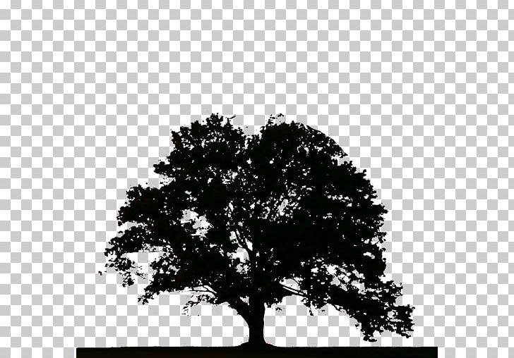 Tree Stump Stump Grinder Snag Arborist PNG, Clipart, Alergia, Arborist, Arecaceae, Black And White, Branch Free PNG Download