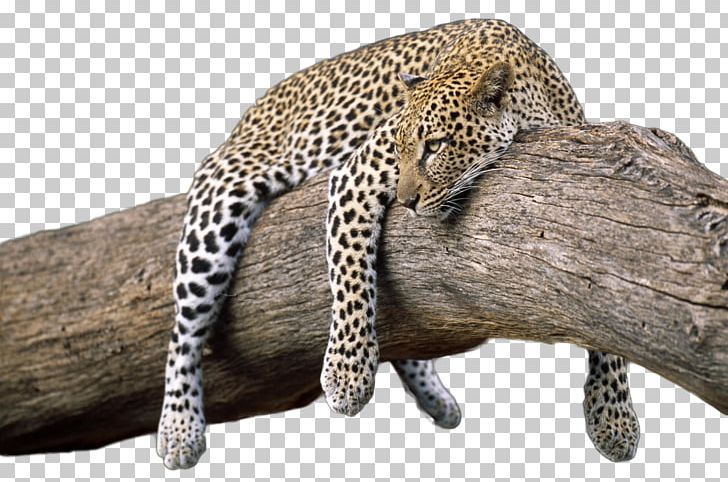 High-definition Video Animal Display Resolution 1080p PNG, Clipart, Accommodation, Animals, Arusha, Bed, Big Cats Free PNG Download