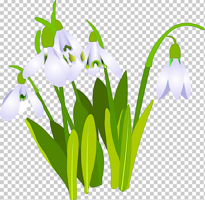 Flower Galanthus Snowdrop Plant Summer Snowflake PNG, Clipart, Flower, Galanthus, Petal, Plant, Snowdrop Free PNG Download