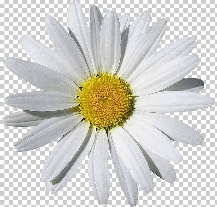 Chamomile PNG, Clipart, Art, Aster, Bees, Blooms, Blossom Free PNG Download