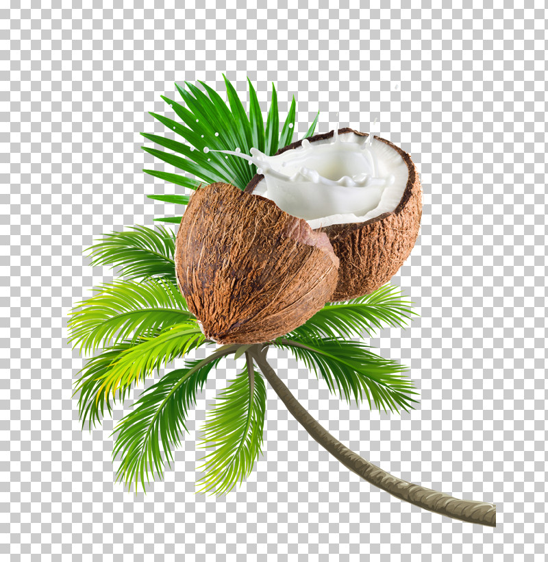 Palm Tree PNG, Clipart, Arecales, Branch, Coconut, Palm Tree, Pine Family Free PNG Download