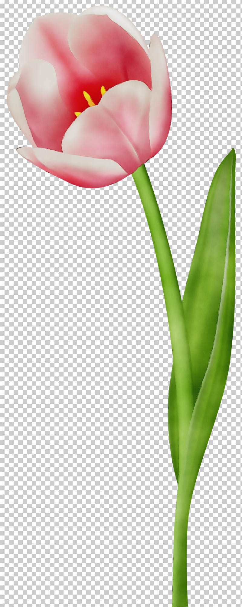 Tulip Flower Petal Pink Plant PNG, Clipart, Anthurium, Bud, Closeup, Cut Flowers, Flower Free PNG Download