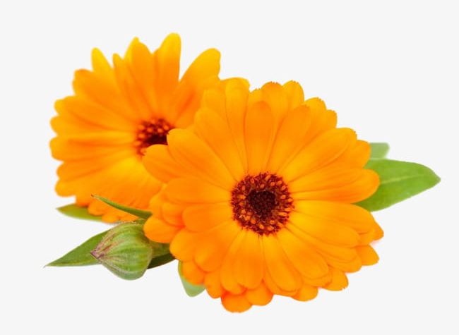 Calendula PNG, Clipart, Bright, Calendula, Calendula, Chrysanthemum, Chrysanthemum Clipart Free PNG Download
