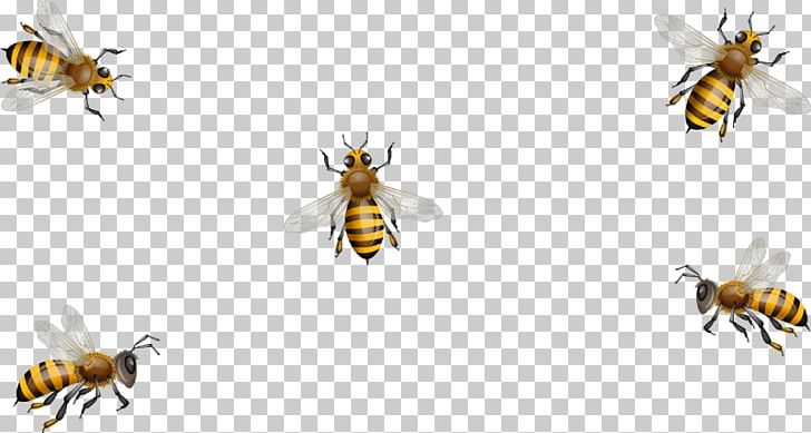 Honey Bee Paper Hornet Dietary Supplement PNG, Clipart, Animal, Animals, Arthropod, Bee, Bee Hive Free PNG Download