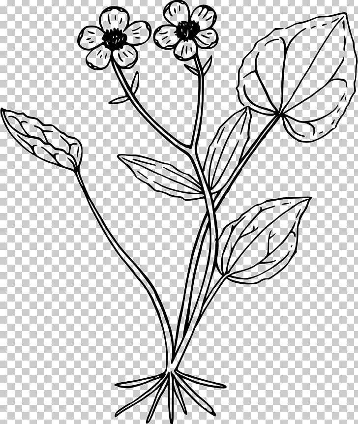Line Art Black And White Drawing PNG, Clipart, Anemone, Black And White, Branch, Computer Icons, Cut Flowers Free PNG Download