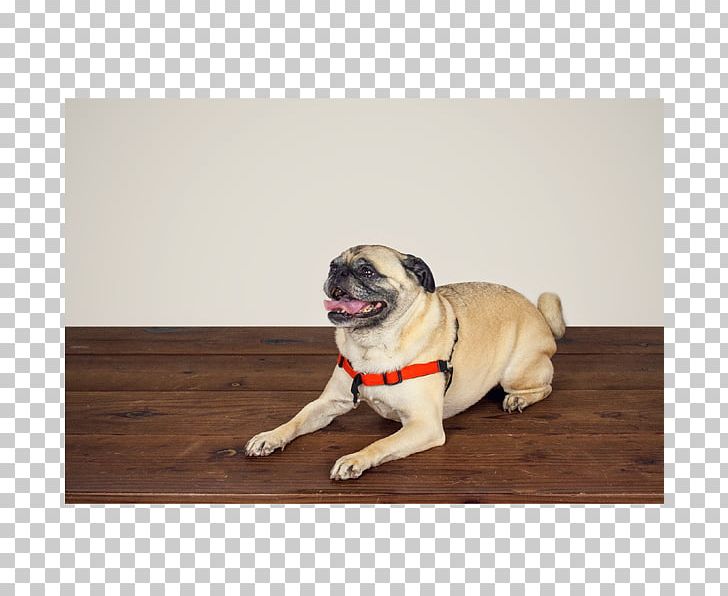 Pug Puppy Dog Breed Companion Dog Dog Harness PNG, Clipart, Animals, Breed, Carnivoran, Cat, Catnip Free PNG Download