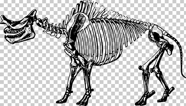 Tyrannosaurus Dinosaur Skeleton Fossil Stegosaurus PNG, Clipart, Animal Figure, Black And White, Bone, Carnivoran, Cattle Like Mammal Free PNG Download