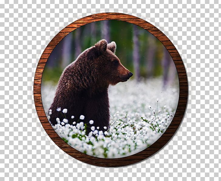 Grizzly Bear Stock Photography Eurasian Brown Bear Travel Taiga PNG, Clipart, Alamy, Bear, Bears, Brown Bear, Carnivoran Free PNG Download