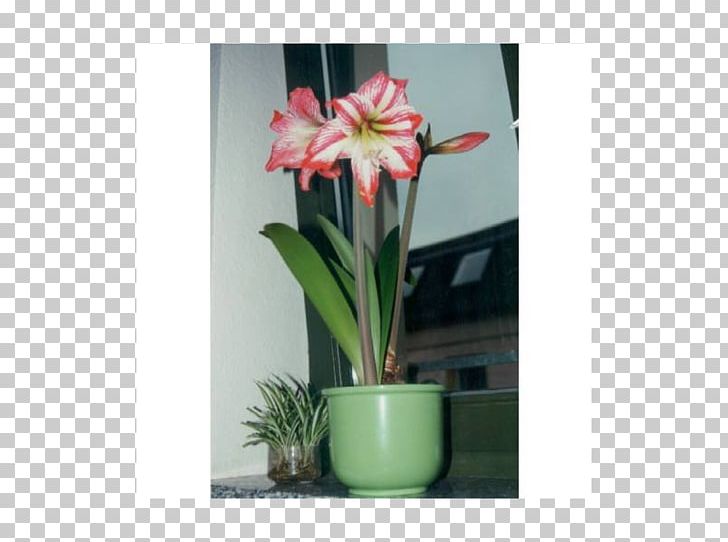 Amaryllis Belladonna Flowerpot Houseplant Floral Design PNG, Clipart, Amaryllis, Amaryllis Belladonna, Amaryllis Family, Belladonna, Flora Free PNG Download