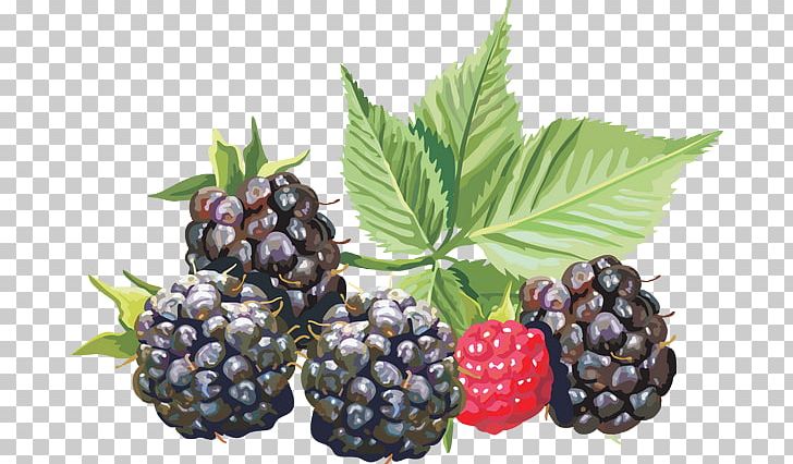 Blackberry Portable Network Graphics Adobe Photoshop Fruit PNG, Clipart, Berry, Bilberry, Blackberry, Blackberry Fruit, Blueberry Free PNG Download
