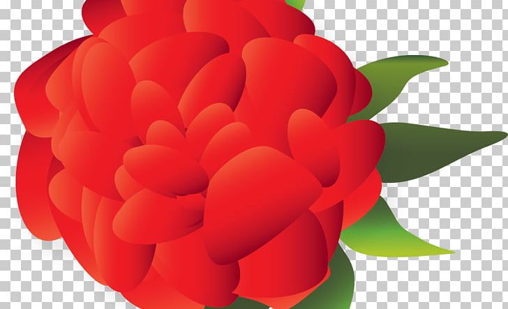 Cut Flowers Mexican Cuisine PNG, Clipart, Cli, Cut Flowers, Drawing, Floral Design, Floristry Free PNG Download