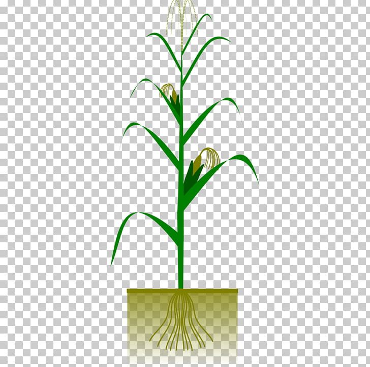 Maize Plant Crop PNG, Clipart, Barley, Botany Pictures, Cereal, Commodity, Corncob Free PNG Download