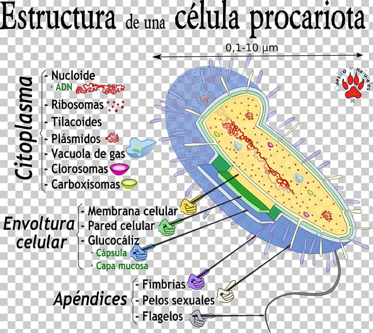 Tuolumne River Line Point Drawing Organism PNG, Clipart, Area, Art, Diagram, Drawing, Ktv Free PNG Download