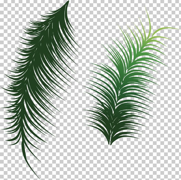 Arecaceae Leaf Coconut PNG, Clipart, Arecaceae, Art Green, Background Green, Branch, Clip Art Free PNG Download