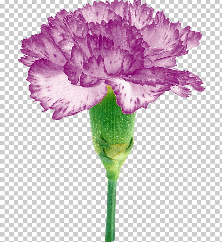 Carnation Cut Flowers Rengârenk Petal PNG, Clipart, Carnation, Cut Flowers, Dianthus, Flower, Flowering Plant Free PNG Download