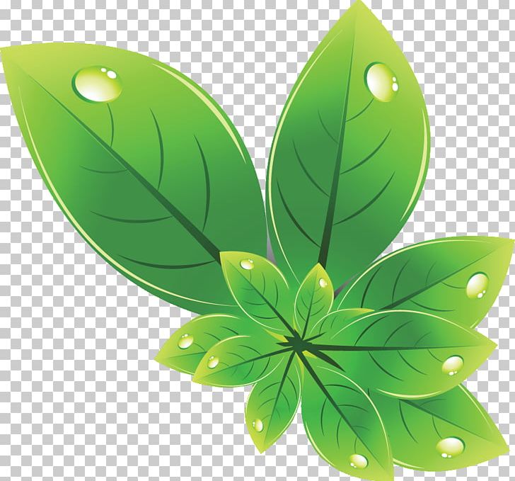 Leaf Lotus Effect Photography PNG, Clipart, Black And White, Car, Drop, Green, Leaf Free PNG Download