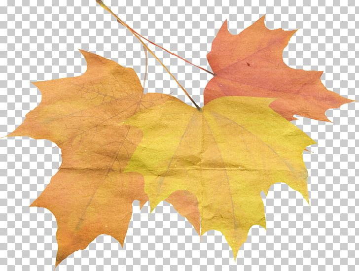 Autumn Maple Leaf Qiufen PNG, Clipart, Abscission, Autumn, Autumn Leaf Color, Bailu, Chunfen Free PNG Download
