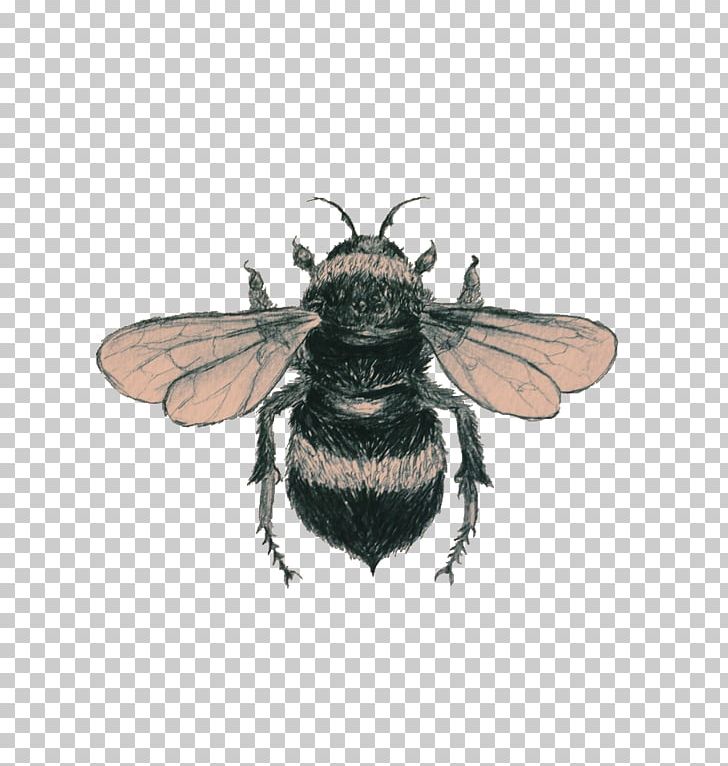 Bee Drawing Art PNG, Clipart, Art, Arthropod, Bee, Bee Flower, Bee Movie Free PNG Download