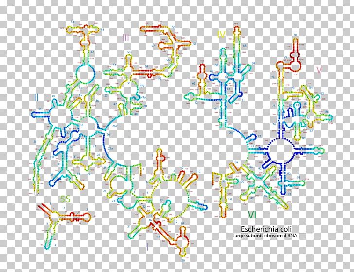 Map Line Point PNG, Clipart, Area, Diagram, E Coli, Line, Map Free PNG Download