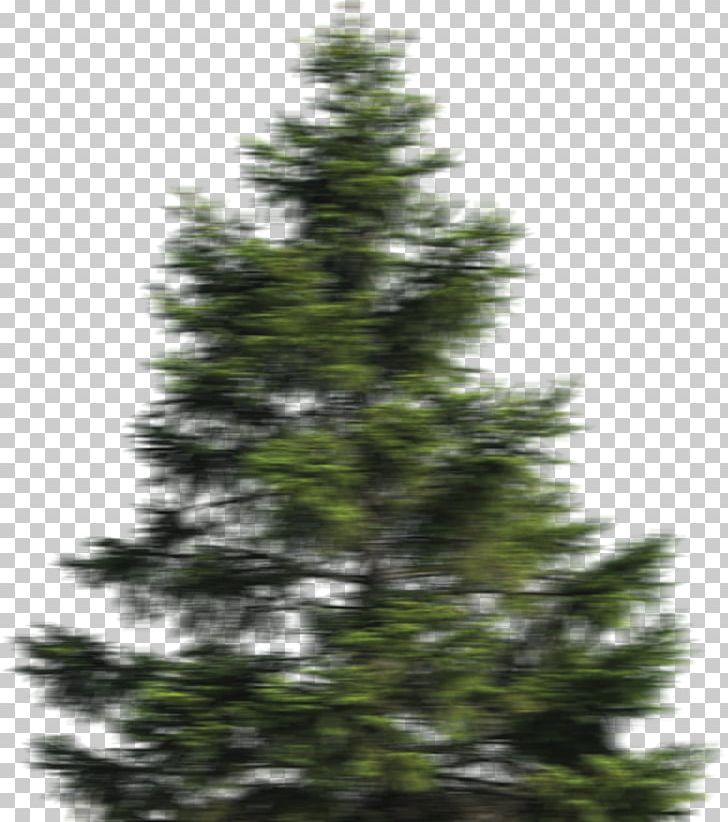 Stone Pine Portable Network Graphics Scots Pine Populus Nigra PNG, Clipart, Biome, Christmas Decoration, Christmas Ornament, Christmas Tree, Conifer Free PNG Download